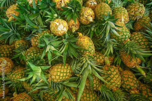 pineapple harvest