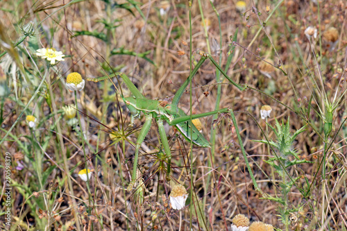 Griechische Sägeschrecke (Saga hellenica) photo