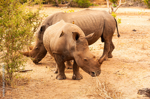 Two rhinos roaming in the Kruger National Park, South Africa
