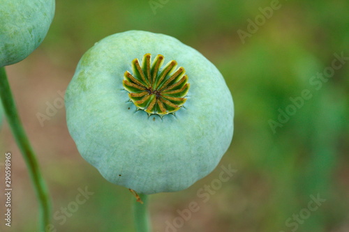 opium, poppy capsule