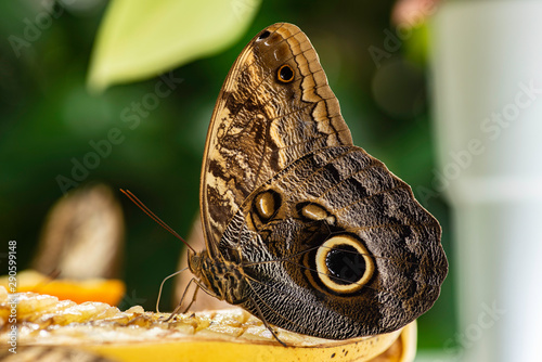 Owl butterfly in close up with blurred background.