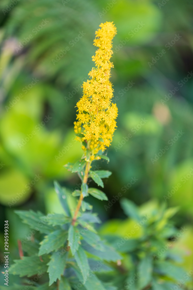 USA, Washington State, Ilwaco, Cape Disappointment State Park. Yellow wildflower in lush forest. USA, Washington State, Ilwaco, Cape Disappointment State Park. Yellow wildflower in lush forest.
