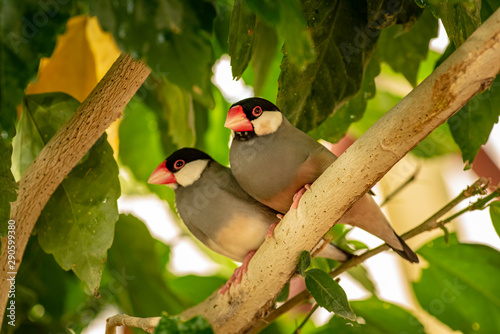 Behang Small grey gouldian finch birds sitting on the tree branch