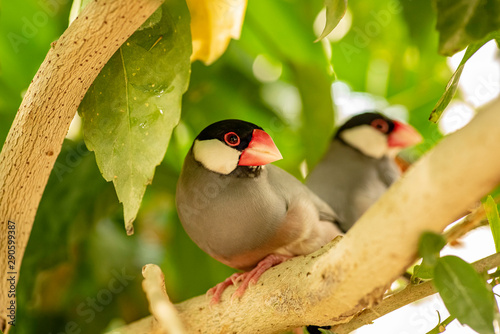 Tableau sur toile Small grey gouldian finch birds sitting on the tree branch