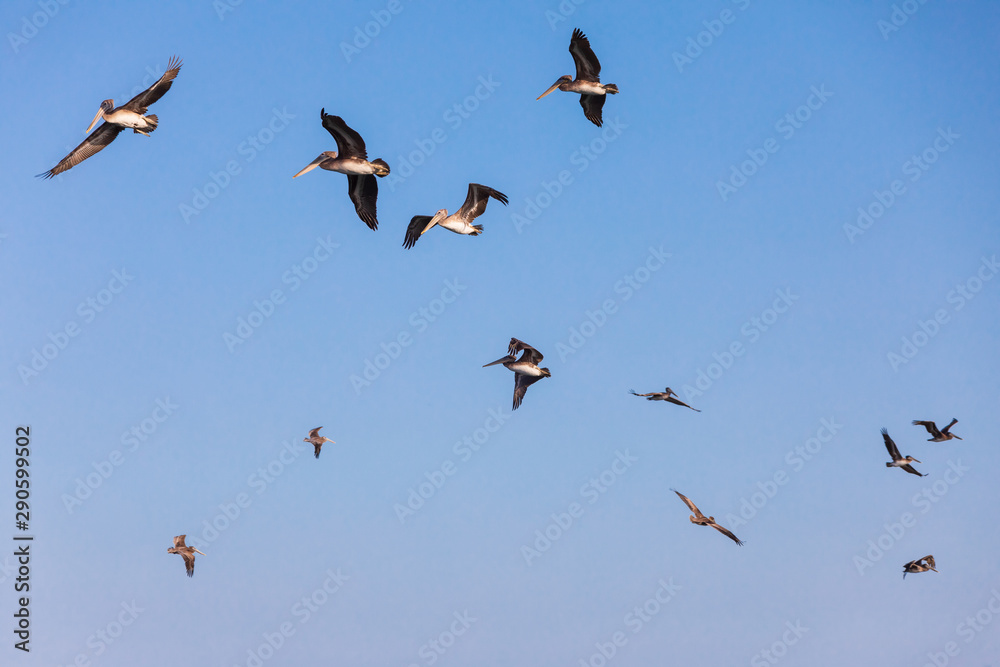 USA, Washington State, Ilwaco, Cape Disappointment State Park. flock of brown pelicans in flight.