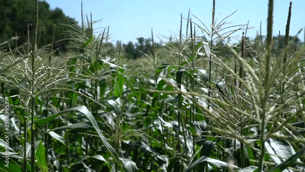 Lush Young Corn On Farm Field