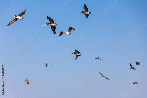 USA, Washington State, Ilwaco, Cape Disappointment State Park. flock of brown pelicans in flight.