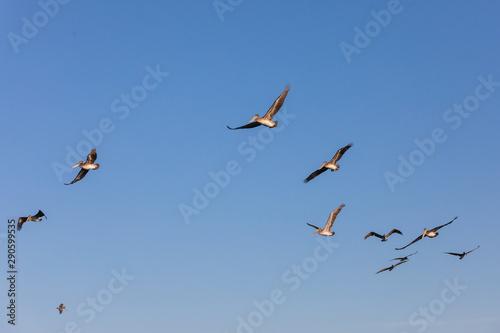 USA, Washington State, Ilwaco, Cape Disappointment State Park. flock of brown pelicans in flight.