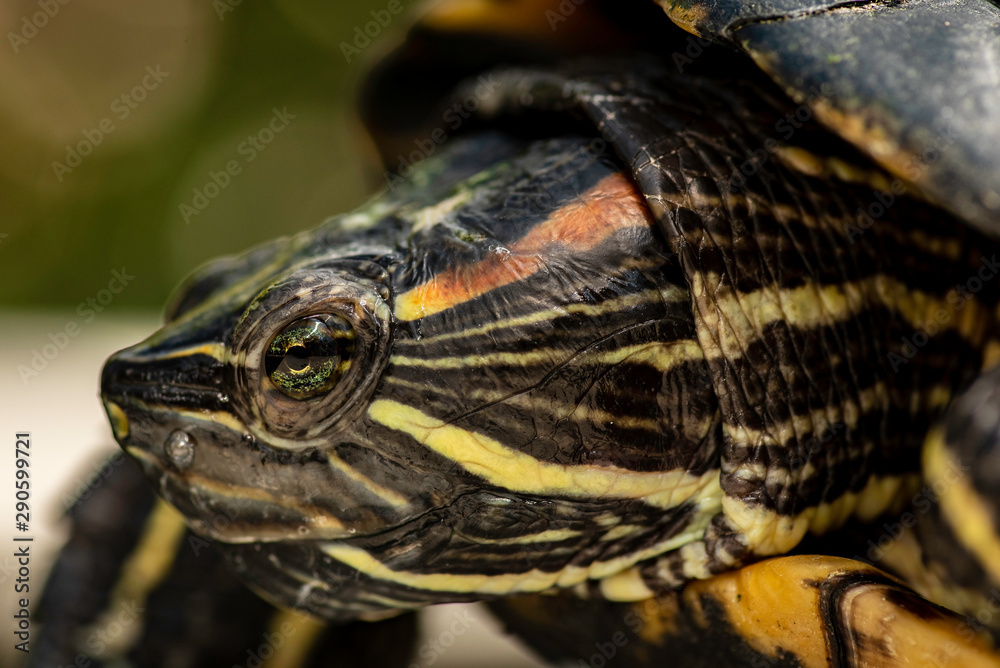Close up turtle face with sharp eye in focus. Close up turtle face with sharp eye in focus.