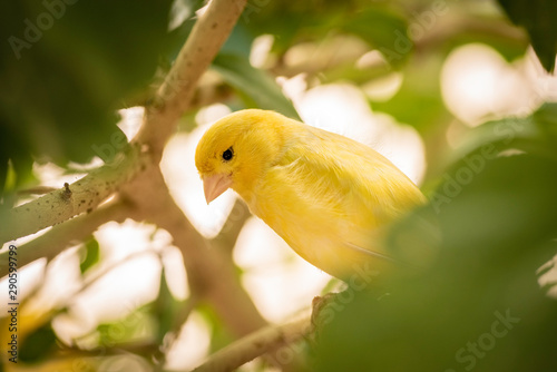 Cuadro en lienzo Small yellow gouldian finch birds sitting on the tree branch