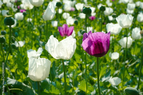 poppy field photo