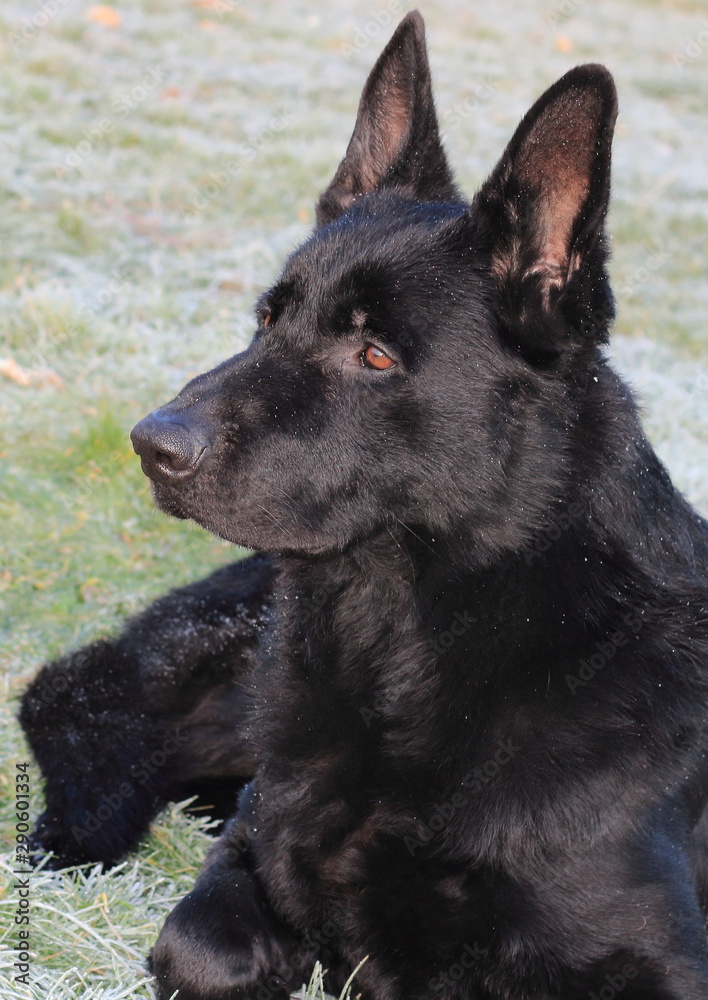 Portrait adult young big black dog (German Shepherd) lies on green grass with snow, white frost in the garden. Sun shines, his fur is shiny, brown eyes are bright.