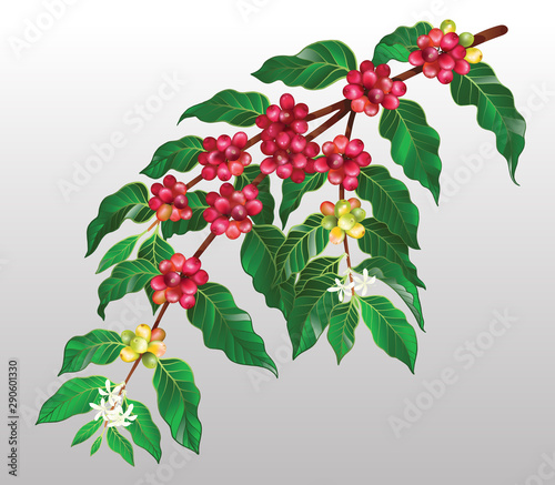 Coffee tree branches with fruits and flowers in vector illustration