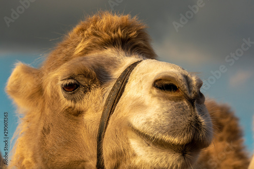Close-up portrait of a camel on a background of sky and rain clouds.