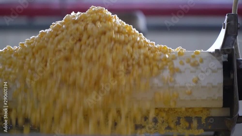 Process Of Sorting Ripe Juicy Corn