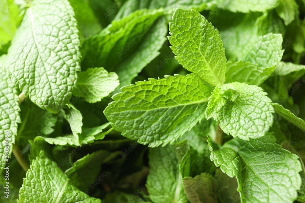 Green mint texture background on whole background, close up Green mint texture background on whole background, close up