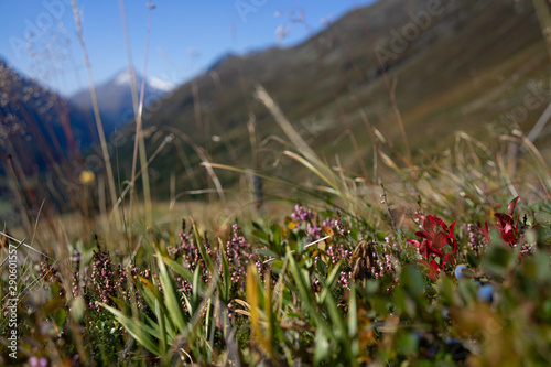 Alpen Blumen und Kräuter im Hochgebirge photo