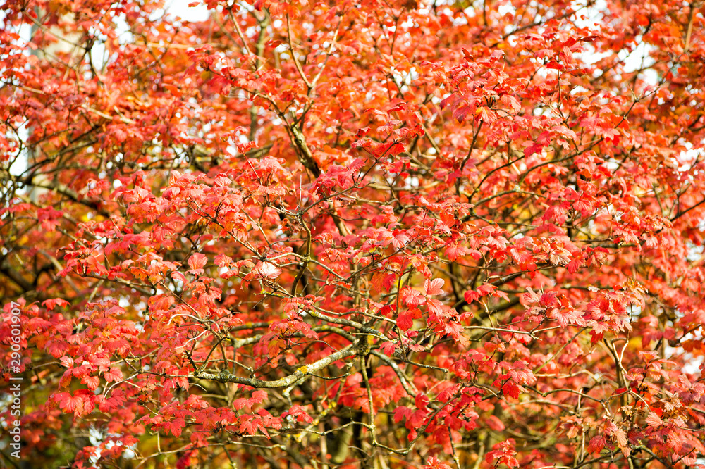 Fall season advertisement. Nature beauty. Natural colors. Autumn branches. Autumn red leaves. Natural pattern made by nature. Colorful season. Beautiful autumn background. Autumn leaves backdrop Fall season advertisement. Nature beauty. Natural colors. Autumn branches. Autumn red leaves. Natural pattern made by nature. Colorful season. Beautiful autumn background. Autumn leaves backdrop