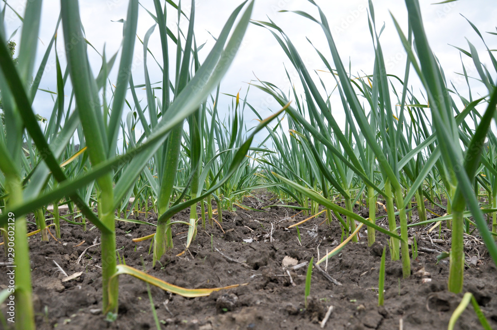 Obraz premium Garlic grows in the open ground