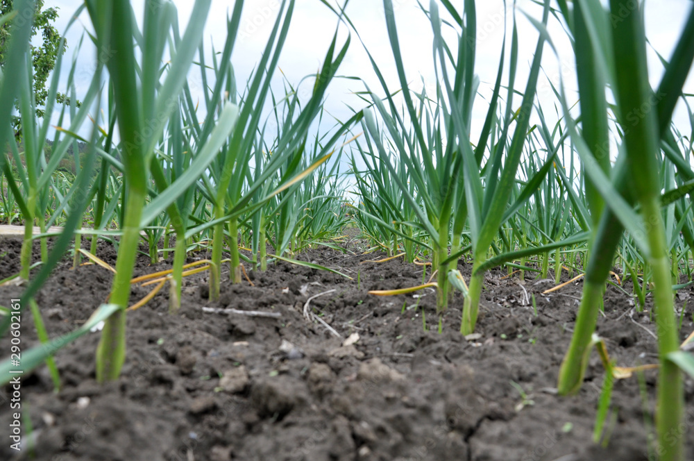 Garlic grows in the open ground Garlic grows in the open ground