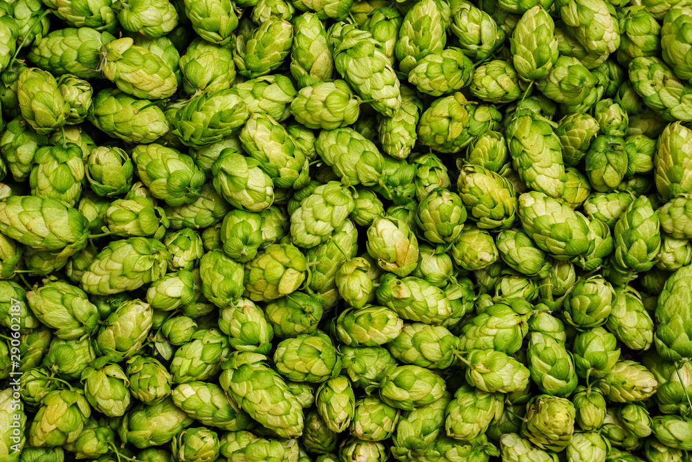 Fototapeta premium Fresh green hops cones for making beer and bread close up