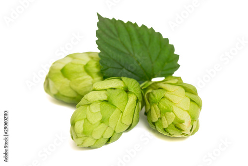 Hop close-up isolated on white background. Fresh green hops on white background