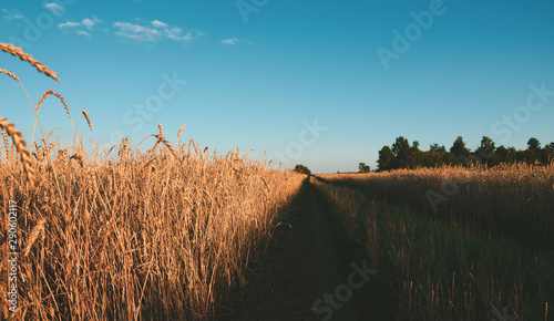 Wheat field and country road at sunset © valeriy boyarskiy
