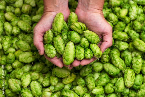 Green hops for beer. Man holding fresh hop in his hands. Craft beer ingredients at a brewery photo
