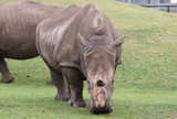 Rhino staring at camera. About to charge. Face on.