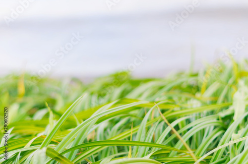 Beautiful natural background with green grass and blurred lake