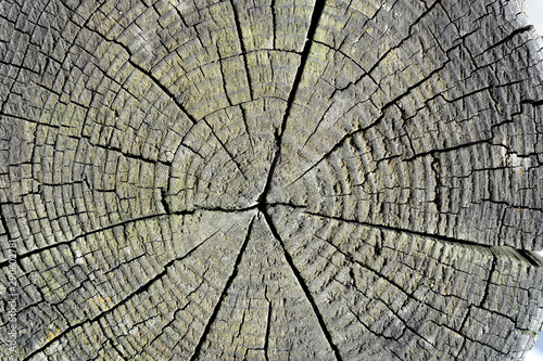 Cut of old wood
