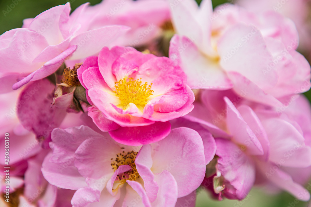 USA, Washington State, Vancouver. Roses in a garden in Vancouver, Washington. USA, Washington State, Vancouver. Roses in a garden in Vancouver, Washington.