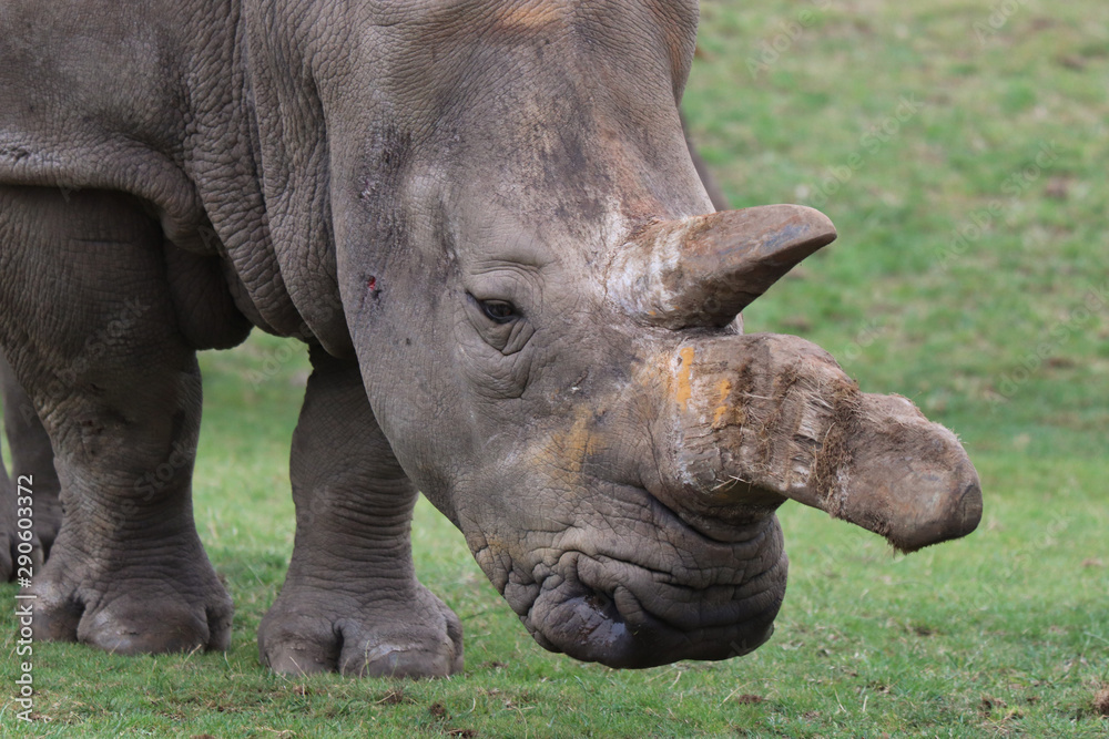 Obraz premium 2 horned rhino. Face on endangered animal. Injury. Poachers.