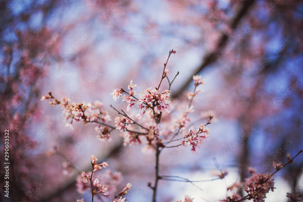 cherry blossom