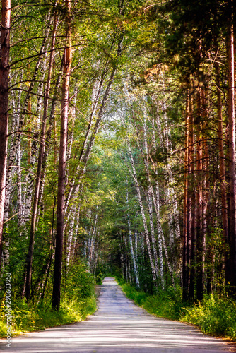 Fototapeta Naklejka Na Ścianę i Meble -  Beautiful summer forest with different trees