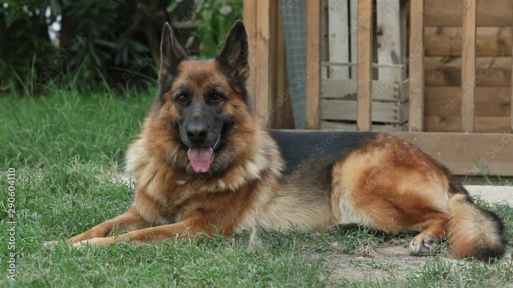 German shepherd standing on the ground looking straight into the camera German shepherd standing on the ground looking straight into the camera