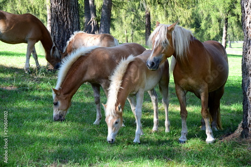 Stuten mit Fohlen auf einer Wiese - Pferde - Haflinger