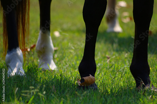 Cannon, fetlock, pastern and knee of the legs of a horse standing on the green grass of a meadow