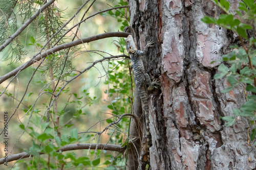 Lizard on a tree © LuckyArt