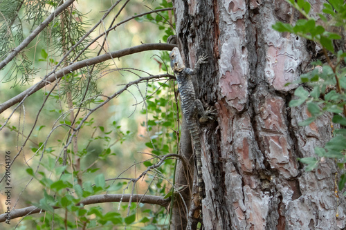 Lizard on a tree