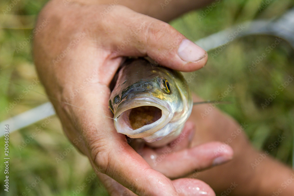 caught fish Chub with his mouth open in the hands of a fisherman. Closeup