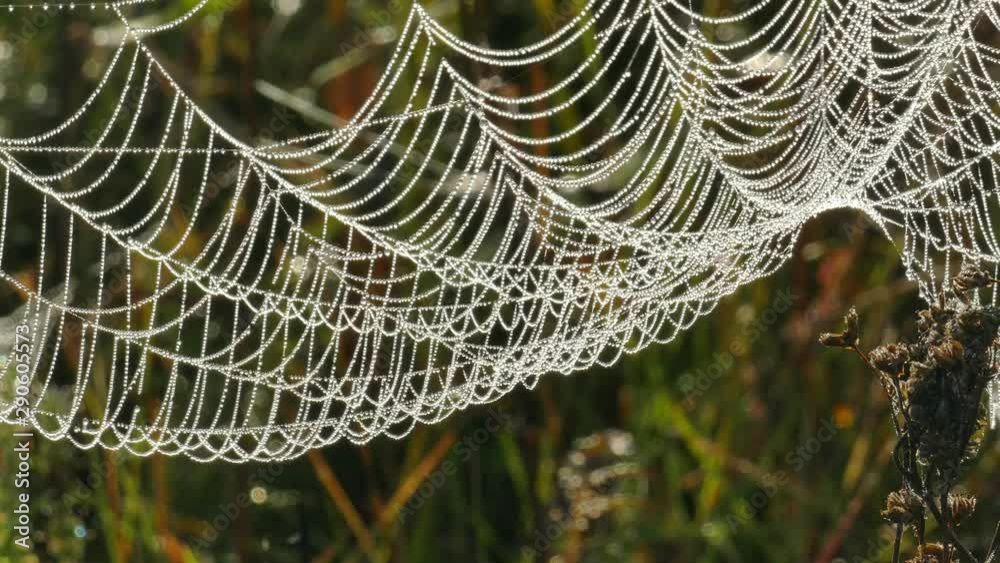 Spider web with dew drops in the branches of dry grass of an autumn ...