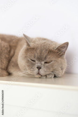 British Shorthair cat lying on white table