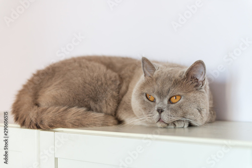 Fototapeta Naklejka Na Ścianę i Meble -  British Shorthair cat lying on white table