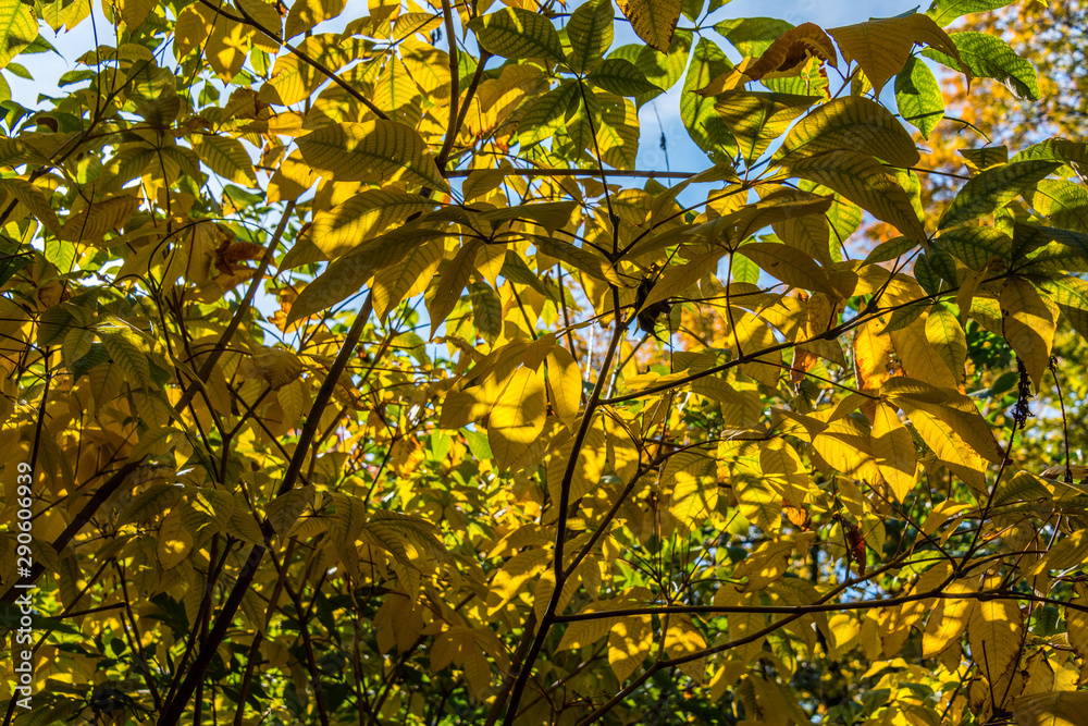 Picture of autumn leaf with the sun shining through Picture of autumn leaf with the sun shining through