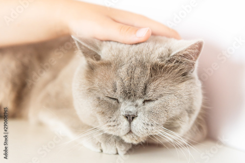 Fototapeta Naklejka Na Ścianę i Meble -  British Shorthair cat lying on white table