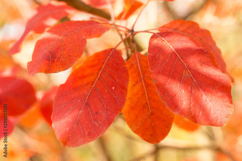Obraz premium Red and Orange Autumn Leaves Background, Golden autumn in warm colors