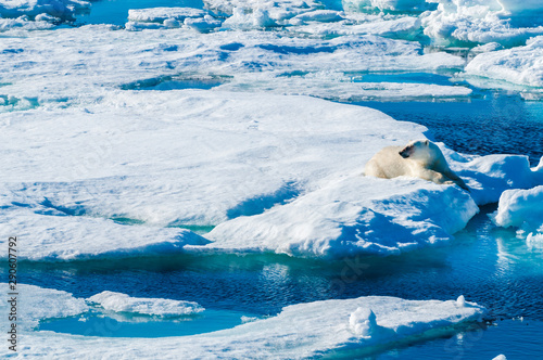 Large polar bear lying on a large ice pack in the Arctic Circle  Barentsoya  Svalbard  Norway