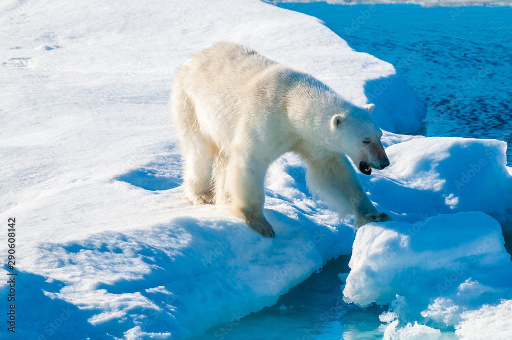 Large polar bear walking on the ice pack in the Arctic Circle, Barentsoya, Svalbard, Norway Large polar bear walking on the ice pack in the Arctic Circle, Barentsoya, Svalbard, Norway