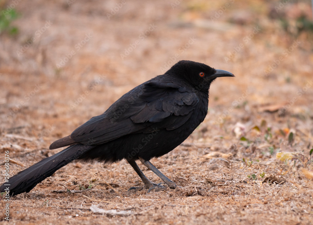 Fototapeta premium White winged chough foraging for food on the ground